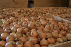 Onions 06