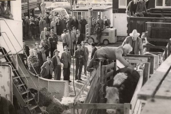 First cattle shipment - June 1958. Cattle being loaded.